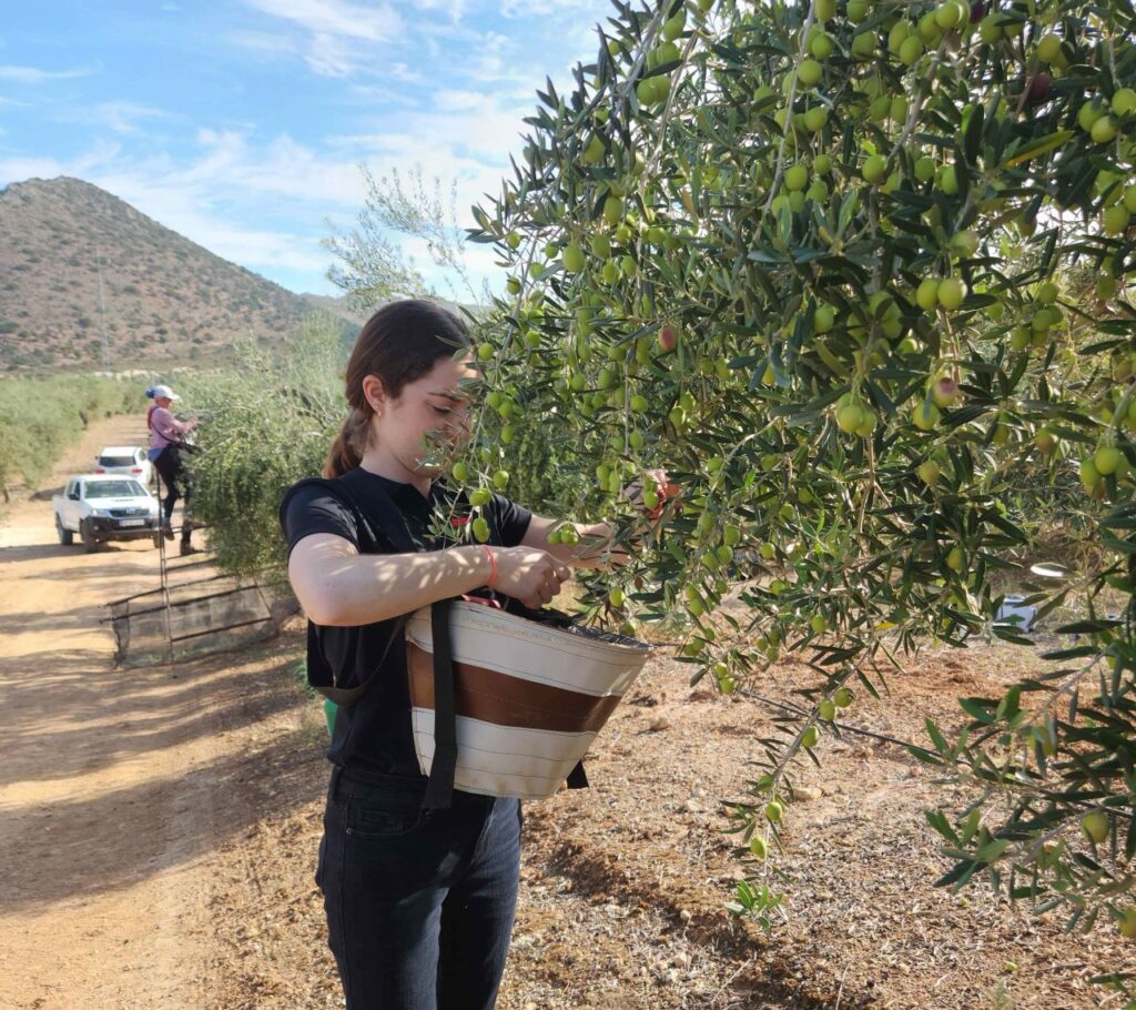Emily Schreiber inspecting olives on the branch and picking them into a harvest basket, with the rest of the procurement team working further down the row